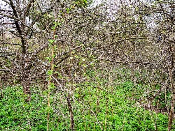 Underbrush Clearing in Ventura