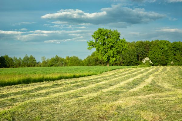 Cost of Vegetation Removal in Ventura