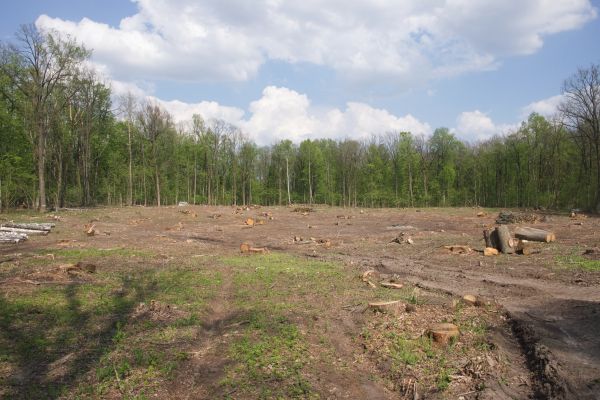 Cost of Pasture Clearing in Ventura