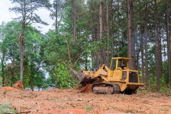Forest Thinning in Ventura