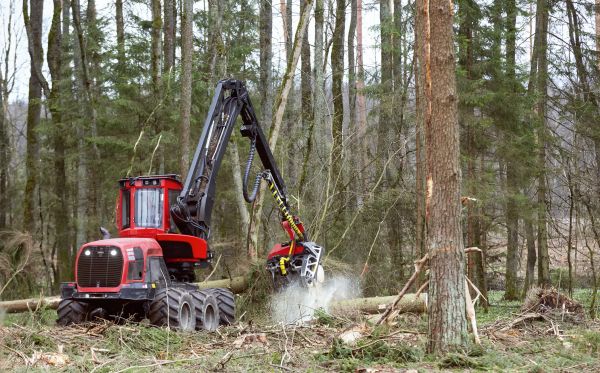 Cost of Forest Clearance Service in Ventura