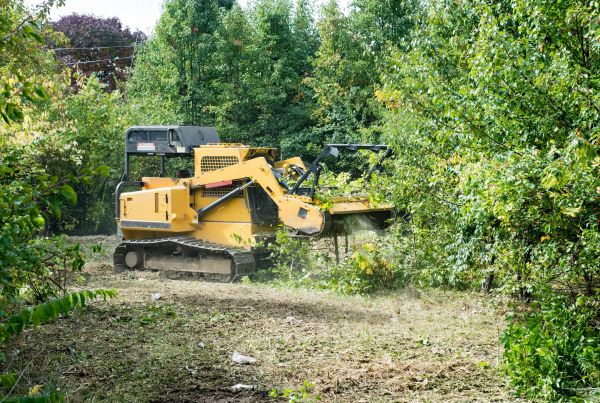 Cost of Pathway Clearing in Ventura