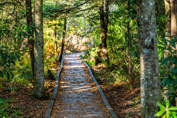 Cost of Trail Clearing in Ventura